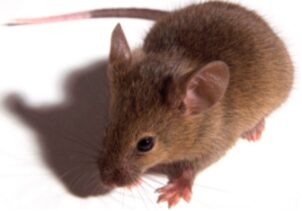 afbeelding van een muis